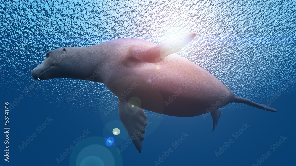 Fototapeta premium オットセイ