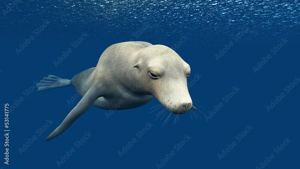 Fototapeta premium オットセイ