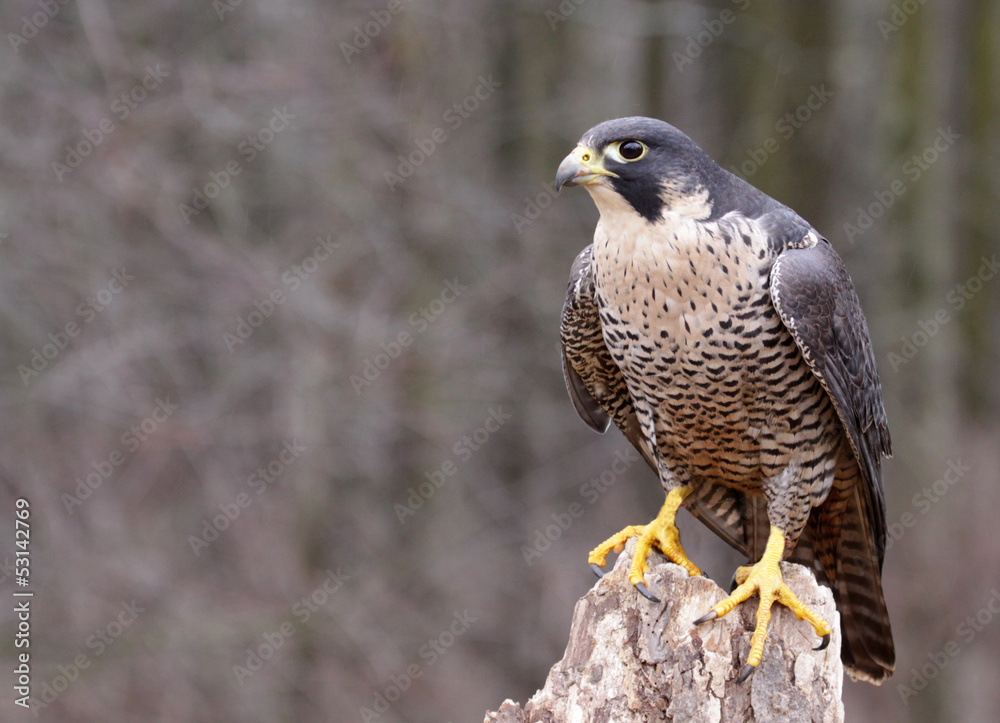 Fototapeta premium Perched Peregrine Falcon (Falco peregrinus)