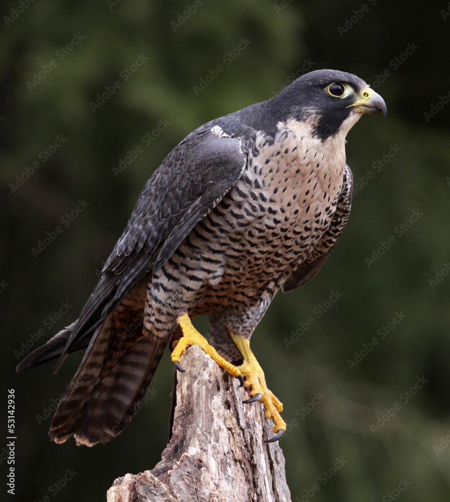 Stationary Peregrine Falcon