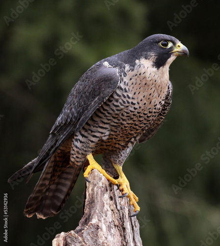 Obraz na płótnie Stationary Peregrine Falcon
w salonie