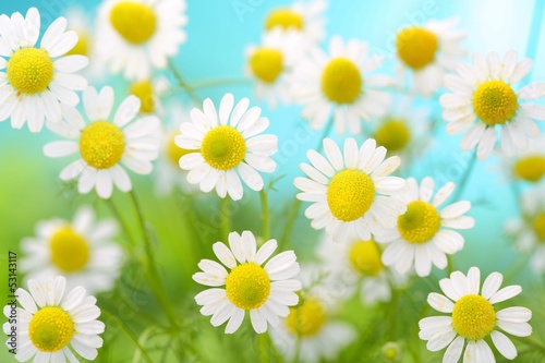 Fototapeta Naklejka Na Ścianę i Meble -  Chamomile flowers