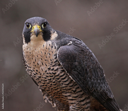 Peregrine Falcon Stare