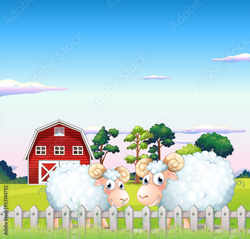 Two sheeps inside the fence with a barn at the back