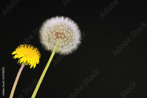 Dandelions on black background