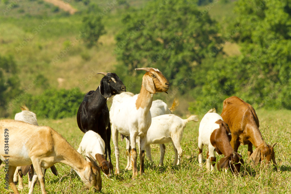 livestock, white, brown and black goats eating food in livestock livestock, white, brown and black goats eating food in livestock
