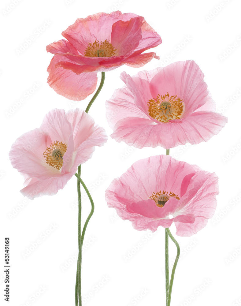 Naklejka premium poppy