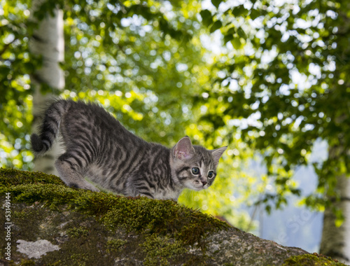 kitten playing in the garden