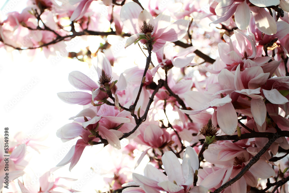 Obraz premium Magnolia tree