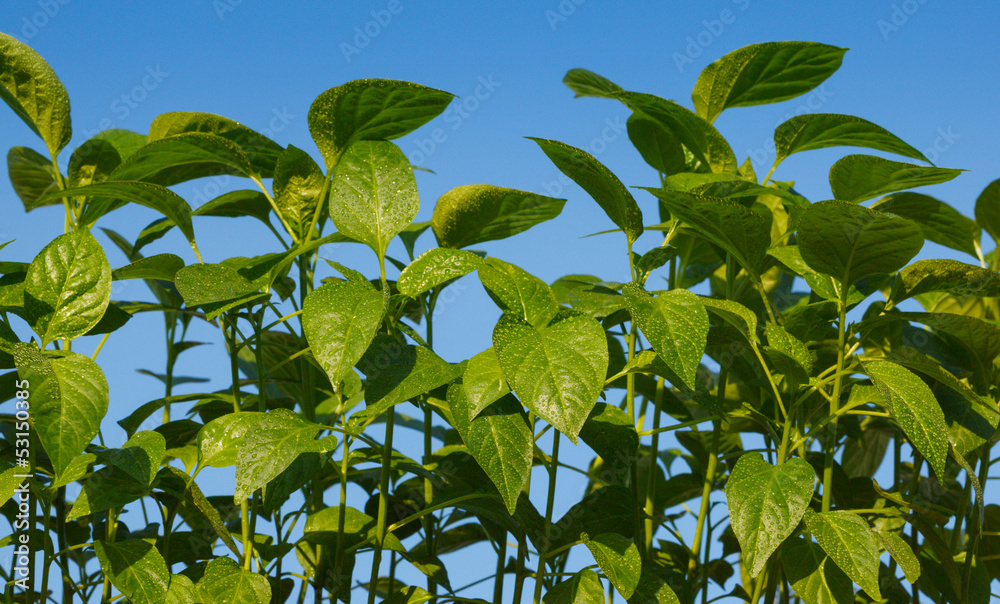 Obraz premium Spring gardening