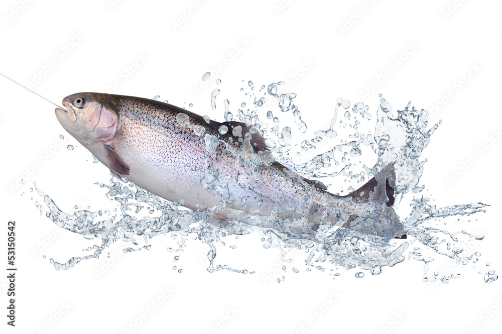 Obraz premium Fische 123