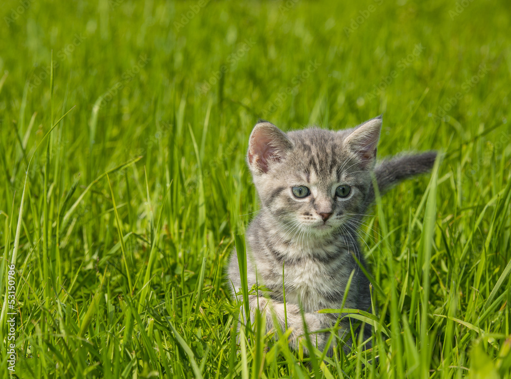 kitten in the garden grass