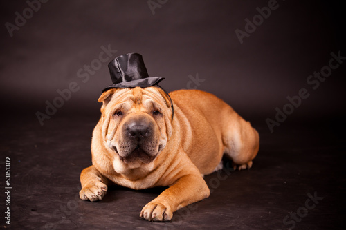 Sharpei dog waring stovepipe