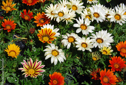 Treasure flowers
