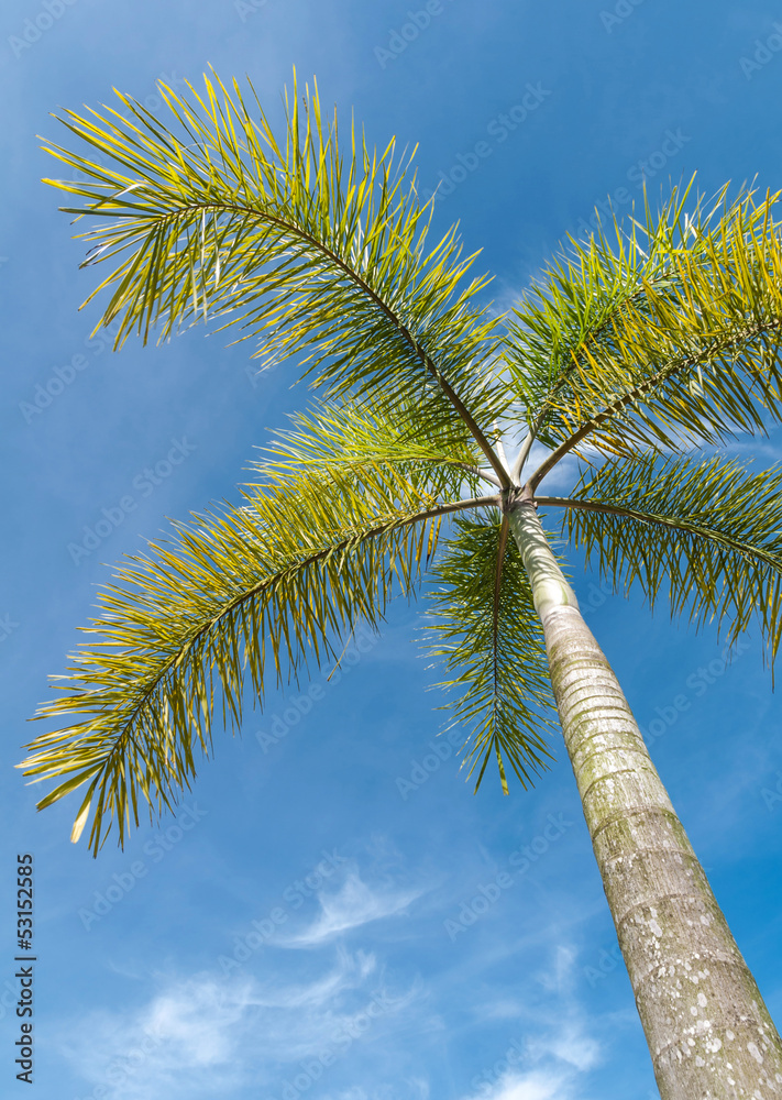 Obraz premium Foxtail Palm on blue sky
