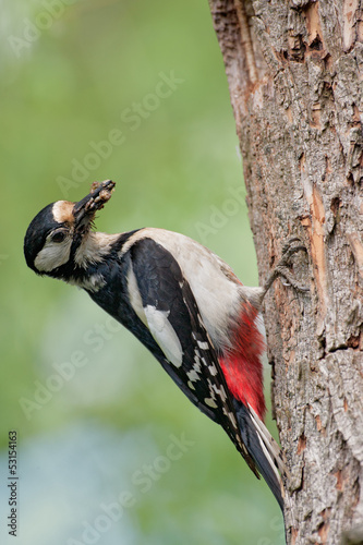 Buntspecht (Dendrocopos major)