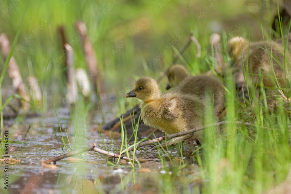 Fototapeta premium Graugänse (Anser anser)
