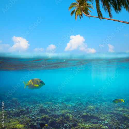 Tropical underwater shot splitted with surface