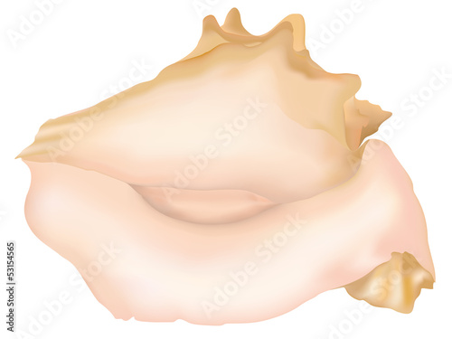 Seashell on white background. Vector