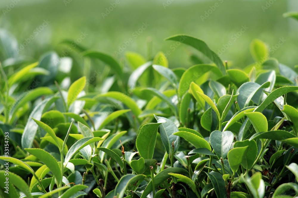 green tea green tea