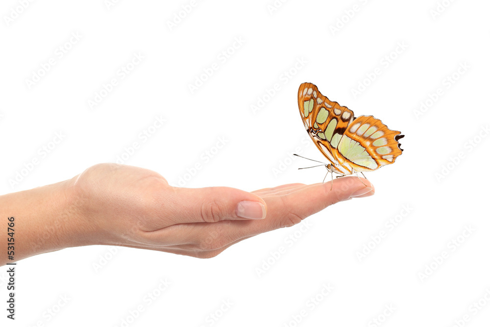 Fototapeta premium Kobieta ręka trzyma pięknego motyla