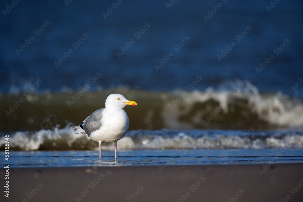 Fototapeta premium Lesser Black-backed Gull