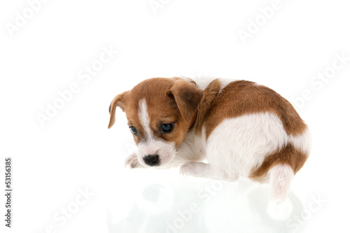 Six weeks old Jack Russel