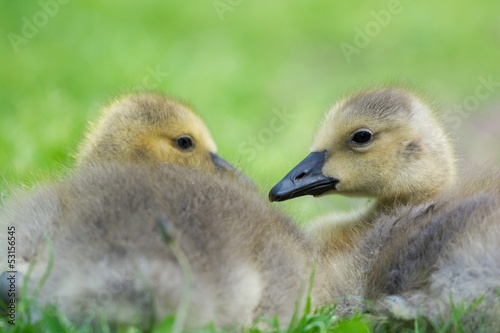 Young gooses laying in grass © Ivonne Wierink