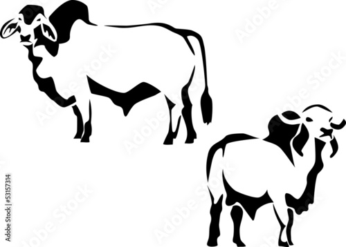 brahman and zebu cattle