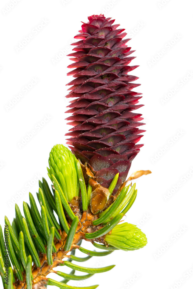 Fichtenblüten Images – Browse 11 Stock Photos, Vectors, and Video