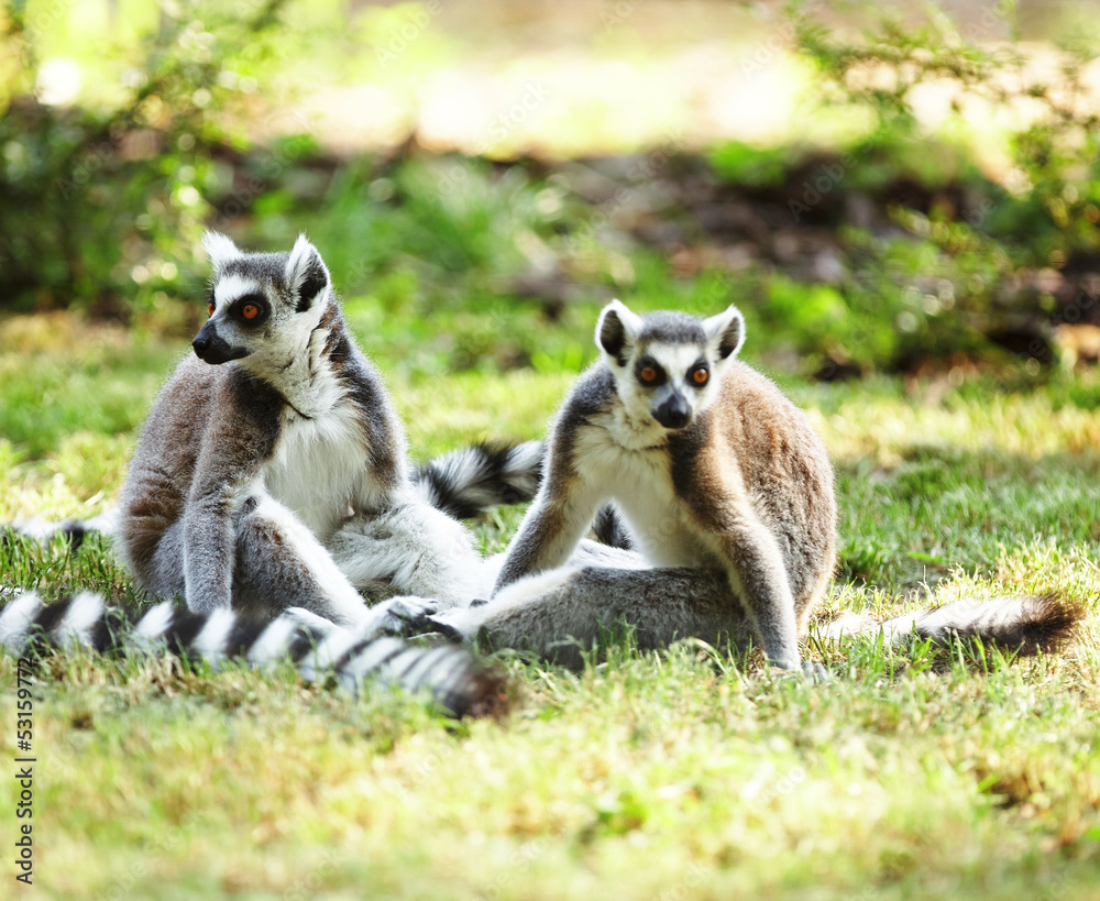 Cute lemur kata living in a group