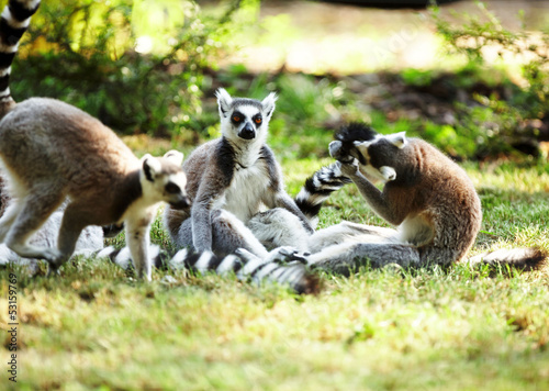 Cute lemur kata living in a group © satori
