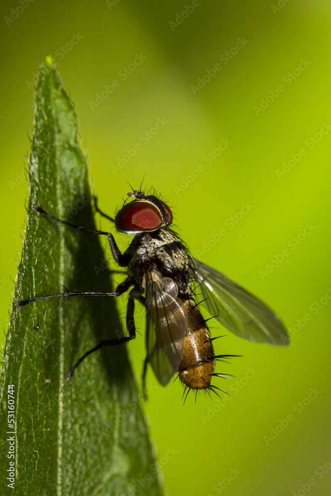 Fly Fly