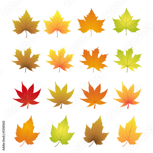 autumn leaves vector