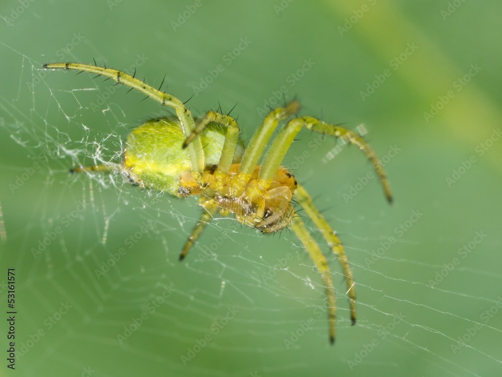 Macro photo of a green orb spider in its web Macro photo of a green orb spider in its web