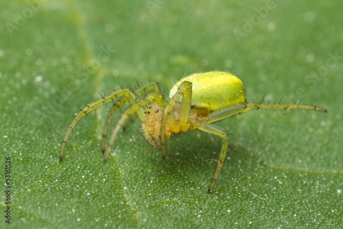 Macro photo of a green orb spider on a rhubarb leaf