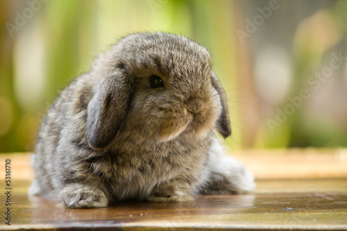 Baby rabbit