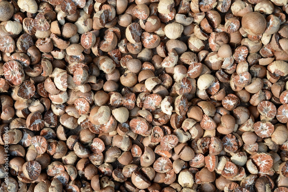 Dried beetle nuts Dried beetle nuts