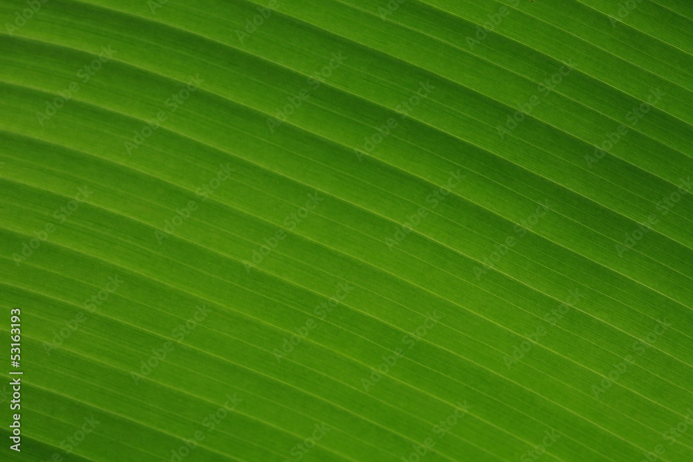 Green pattern of bananaleaf Green pattern of bananaleaf
