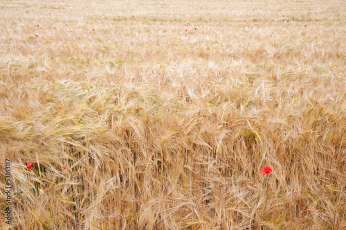 Wheat Field