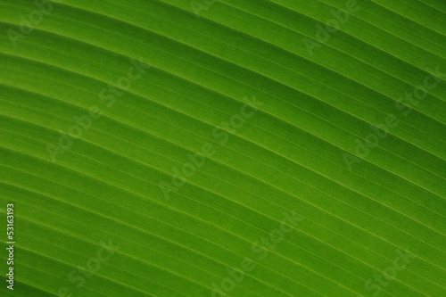 Green pattern of  bananaleaf
