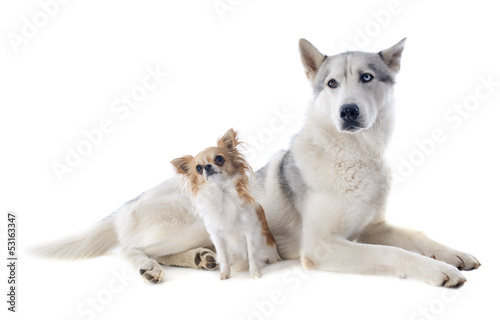 siberian husky and chihuahua