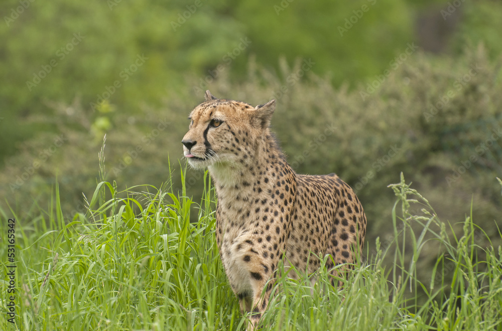 Cheetah Cheetah