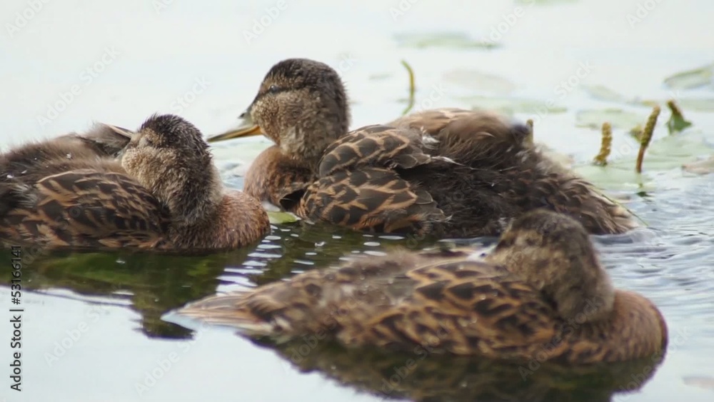 Mallard Ducklings in soft warm light Mallard Ducklings in soft warm light