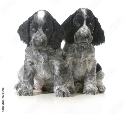 Fototapeta Naklejka Na Ścianę i Meble -  two puppies