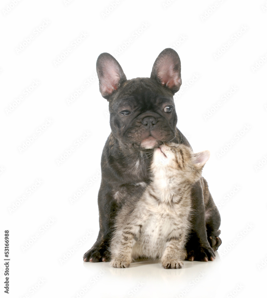 Obraz premium puppy and kitten