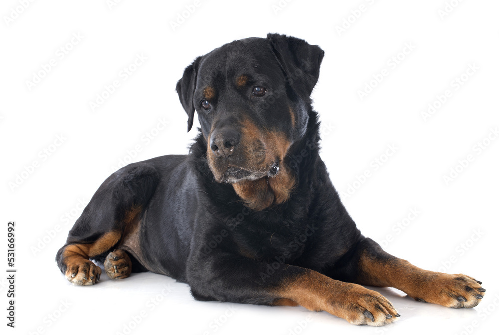 rottweiler