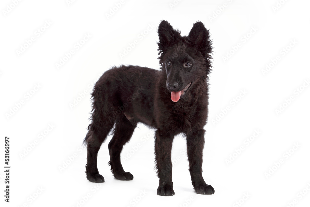portrait chien race mudi de 3 mois debout portrait chien race mudi de 3 mois debout
