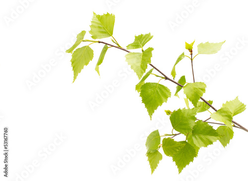 Birch leaves of the tree.