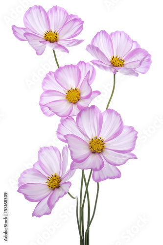 Fototapeta Naklejka Na Ścianę i Meble -  cosmos flower